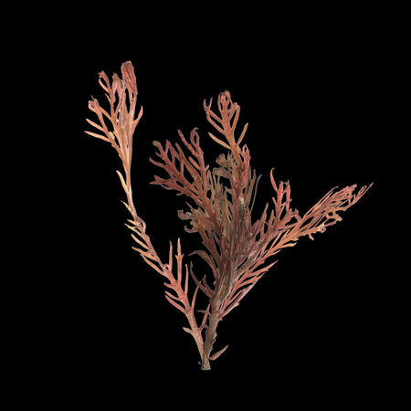 3d illustration of sargassum seaweed isolated on black backgroundの写真素材