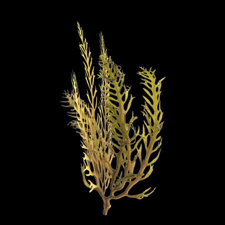 3d illustration of sargassum seaweed isolated on black backgroundの写真素材