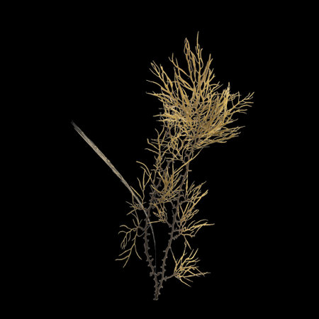 3d illustration of seaweed  isolated on black backgroundの写真素材