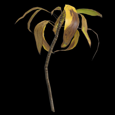 3d illustration of aspidistra elatior plant isolated on black backgroundの写真素材