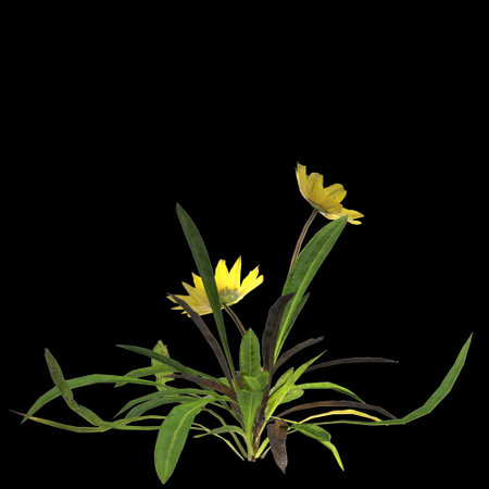 3d illustration of gazania linearis plant isolated on black backgroundの写真素材