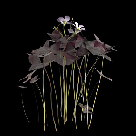 3d illustration of oxalis triangularis plant isolated on black backgroundの写真素材