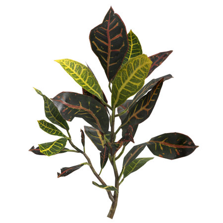 3d illustration of codiaeum variegatum plant isolated on white background