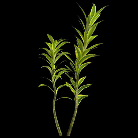 3d illustration of dracaena reflexa plant isolated on black backgroundの写真素材