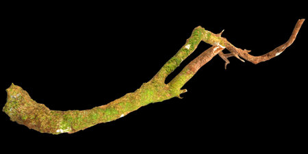 3d illustration of dry tree stump isolated on black backgroundの写真素材