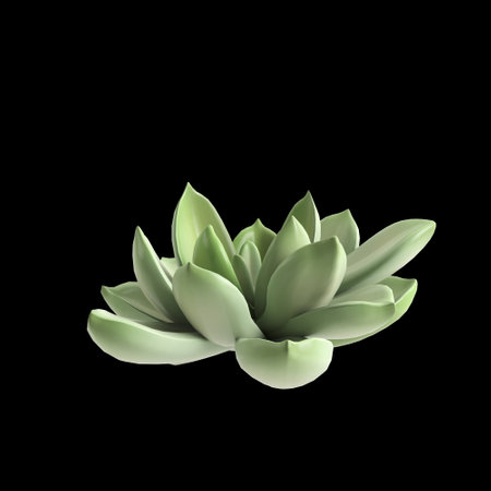 3d illustration of succulent plant isolated on black backgroundの写真素材