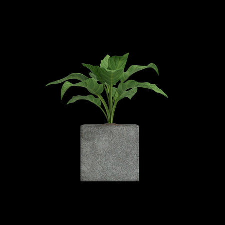 3d illustration of houseplant isolated on black backgroundの写真素材