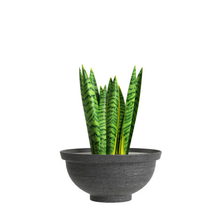 3d illustration of houseplant isolated on white backgroundの写真素材
