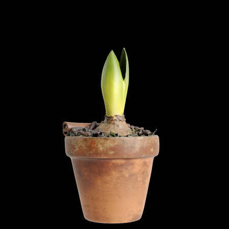 3d illustration of houseplant isolated on black background