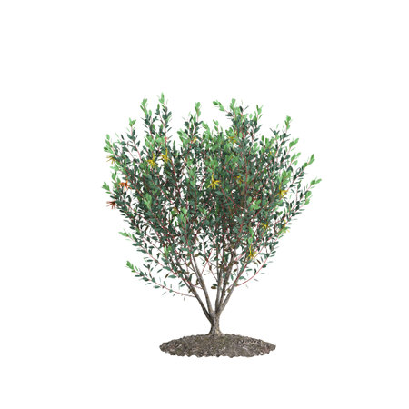 3d illustration of Eucalyptus Lehmannii tree isolated on white backgroundの写真素材