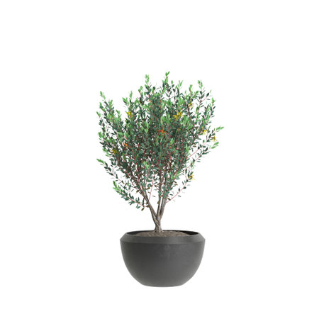 3d illustration of houseplant Eucalyptus Lehmannii isolated on white backgroundの写真素材