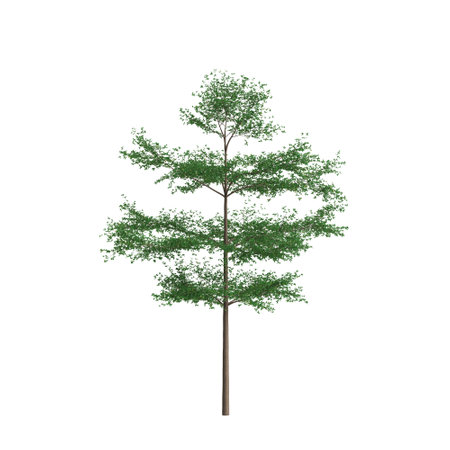 3d illustration of Terminalia mantaly tree isolated on white backgroundの写真素材