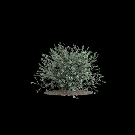 3d illustration of Leucophyllum Frutescens bush isolated on black backgroundの写真素材