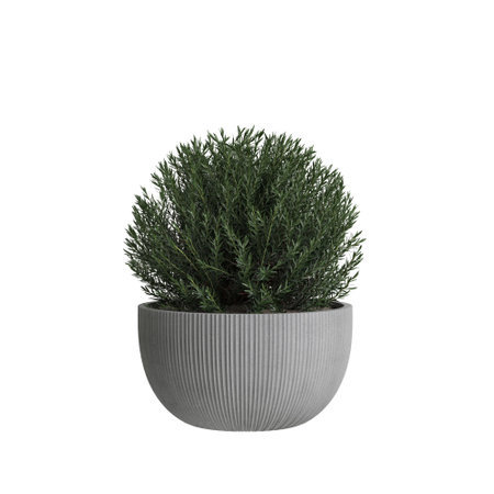 3d illustration of houseplant Philotheca Myoporoides isolated on white backgroundの写真素材