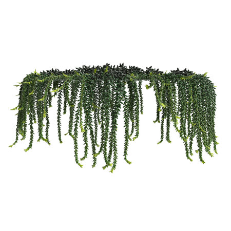 3d illustration of hanging plant isolated on white backgroundの写真素材