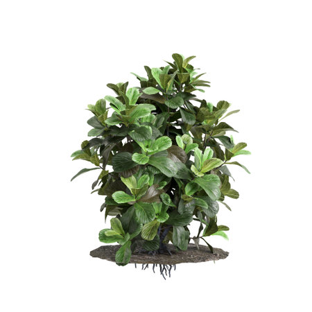3d illustration of Ficus lyrata tree isolated on white backgroundの写真素材