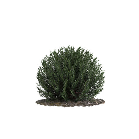 3d illustration of Philotheca Myoporoides bush isolated on white backgroundの写真素材