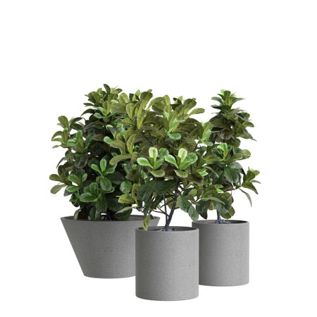 3d illustration of set houseplant Ficus Lyrata isolated on white backgroundの写真素材