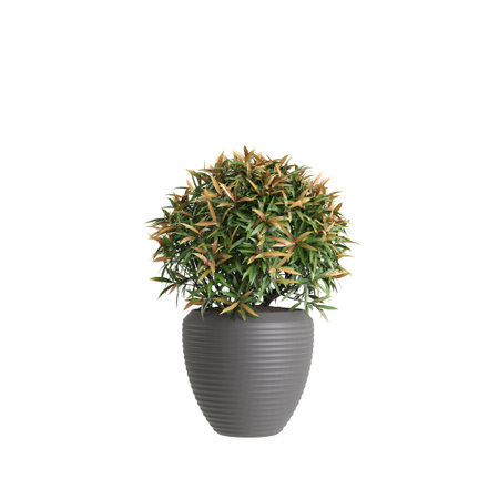 3d illustration of houseplant Leucothoe isolated on white backgroundの写真素材
