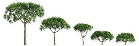 3d illustration of set Euphorbia bourgeana tree isolated on white backgroundの写真素材