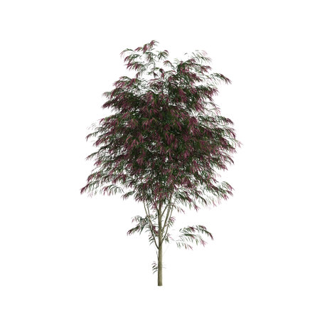 3d illustration of Agonis Flexuosa tree isolated on white backgroundの写真素材