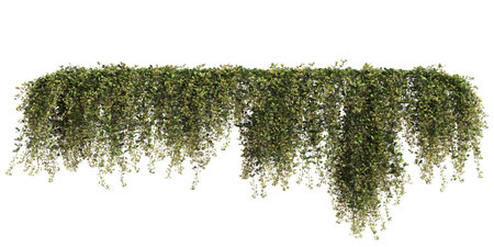 3d illustration of Parthenocissus Sikkimensis hanging isolated on white backgroundの写真素材