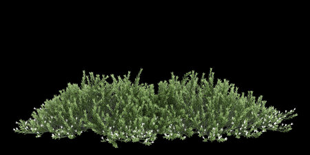 3d illustration of Myoporum Parvifolium bush isolated on black backgroundの写真素材