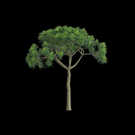 3d illustration of Euphorbia bourgeana tree isolated on black backgroundの写真素材