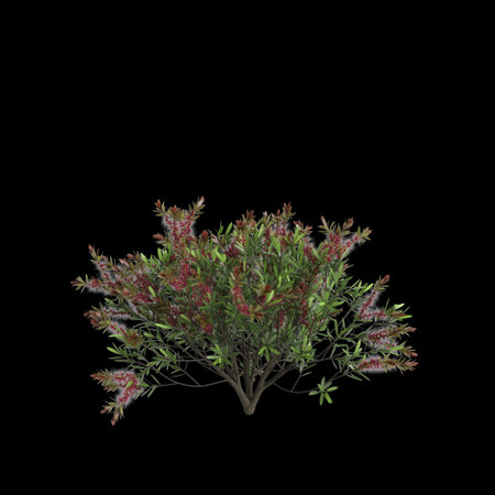 3d illustration of Callistemon citrinus tree isolated on black backgroundの写真素材