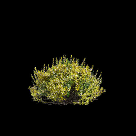 3d illustration of Golden Diosma bush isolated on black backgroundの写真素材