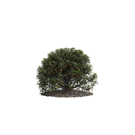 3d illustration of Pittosporum Tobira bush isolated on white backgroundの写真素材