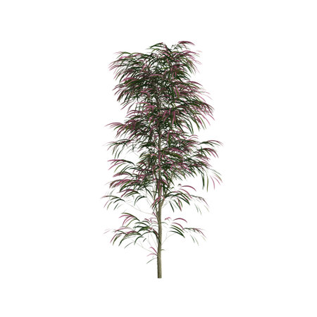3d illustration of Agonis Flexuosa tree isolated on white backgroundの写真素材
