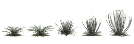 3d illustration of set Polystichum Munitum bush isolated on white backgroundの写真素材