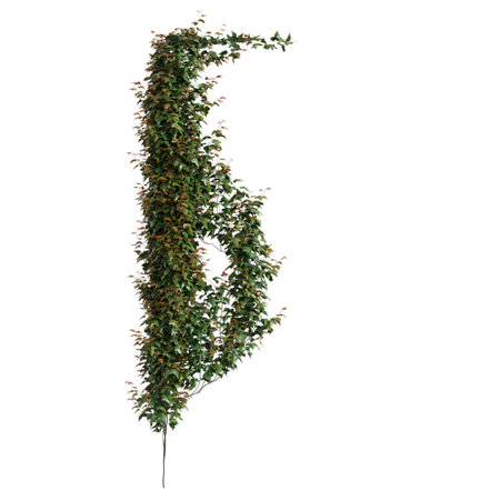 3d illustration of Hedera Helix ivy isolated on white backgroundの写真素材