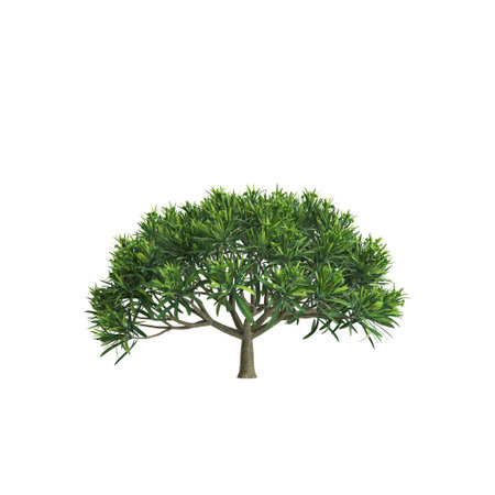 3d illustration of Euphorbia bourgeana tree isolated on white backgroundの写真素材