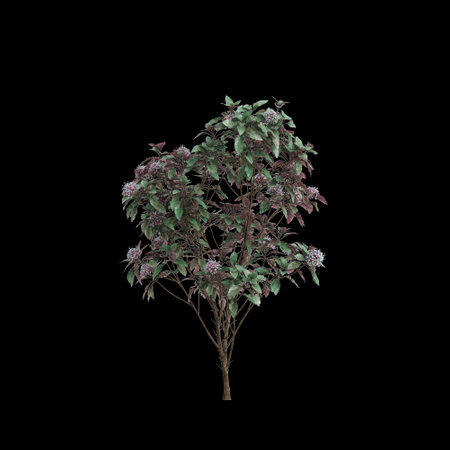 3d illustration of Clerodendrum Quadriloculare tree isolated on black backgroundの写真素材