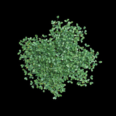 3d illustration of Arachis Pintoi bush isolated on black baclground, with top viewの写真素材