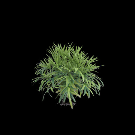 3d illustration of Rhapis Excelsa bush isolated on black baclgroundの写真素材