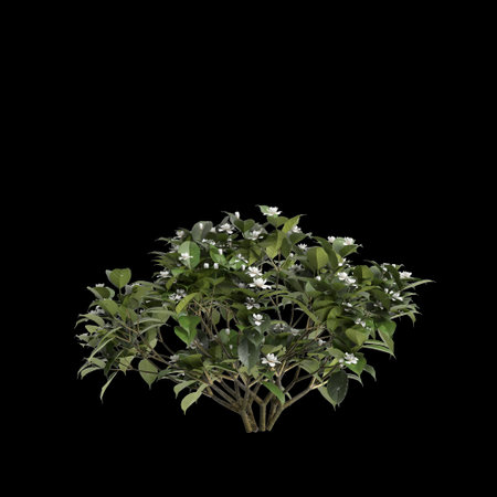 3d illustration of Gardenia Jasminoides bush isolated on black baclgroundの写真素材