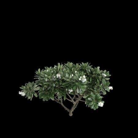 3d illustration of Plumeria Obtusa tree isolated on black baclgroundの写真素材