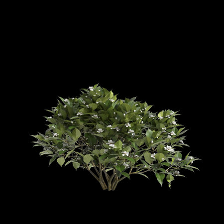 3d illustration of Gardenia Jasminoides bush isolated on black baclgroundの写真素材