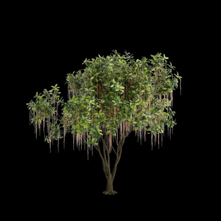 3d illustration of Barringtonia Acutangula tree isolated on black baclground