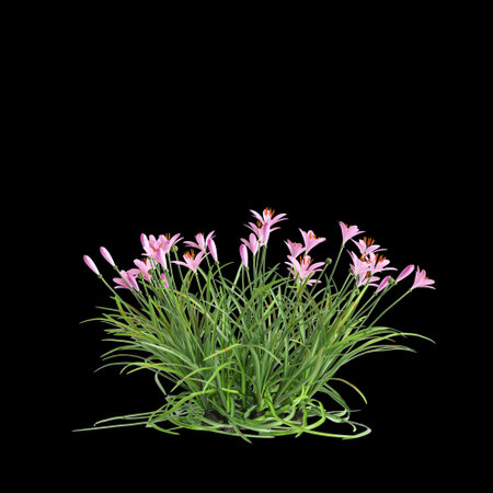 3d illustration of pink Zephyranthes bush isolated on black baclgroundの写真素材