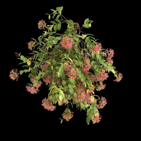 3d illustration of Combretum Indicum hanging isolated on black backgroundの写真素材