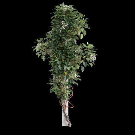 3d illustration of Hydrangea Anomala creeper isolated on black backgroundの写真素材