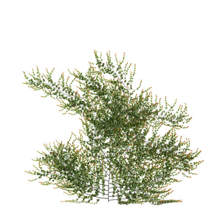 3d illustration of Ficus Pumila creeper isolated on white backgroundの写真素材