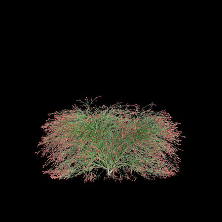 3d illustration of Russelia Equisetiformis bush isolated on black backgroundの写真素材