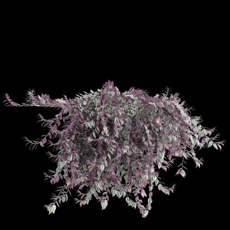 3d illustration of Tradescantia Zebrina hanging isolated on black backgroundの写真素材