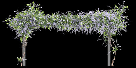 3d illustration of Petrea Volubilis creeper isolated on black backgroundの写真素材