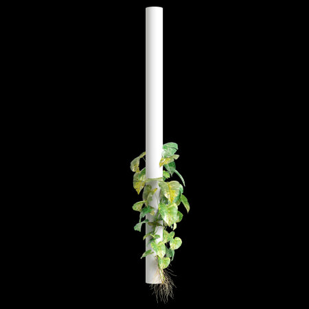 3d illustration of Epipremnum Aureum creeper isolated on black backgroundの写真素材